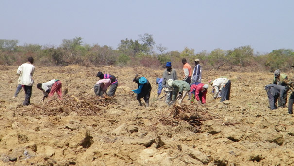 马里当地工人清理树根