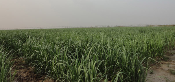 甘蔗生长良好